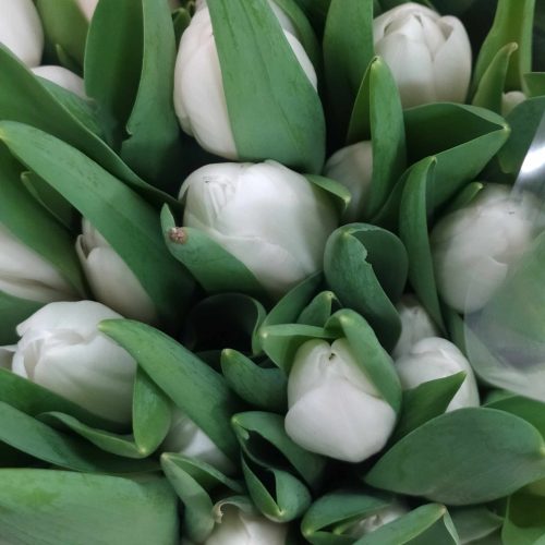 Baltos-tulpės
