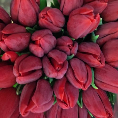 Raudonos-tulpės
