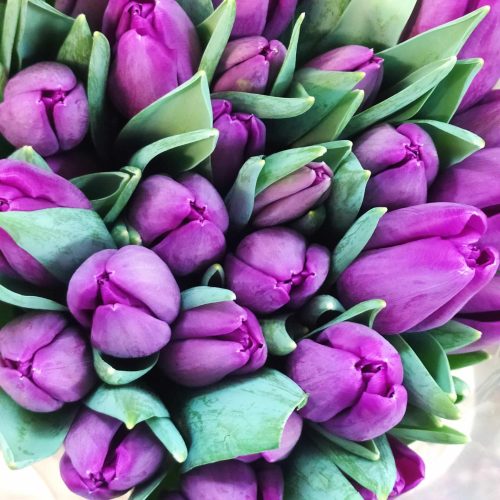 Violetinės-tulpės
